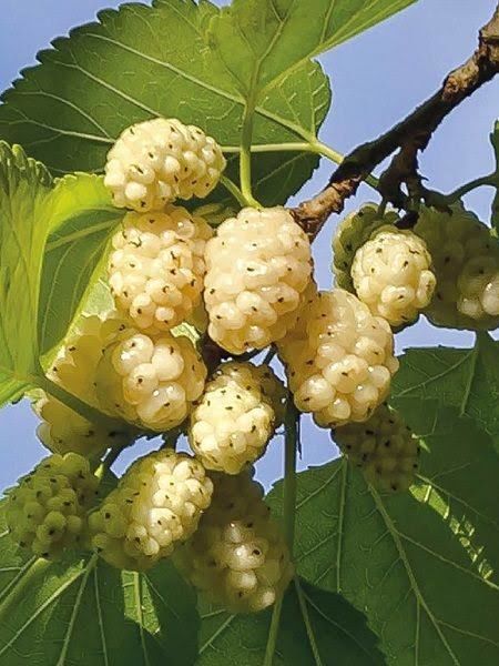 Aşılı Tüplü Çekirdeksiz Dut Fidanı