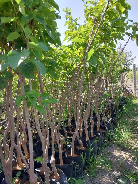 Aşılı Tüplü Çekirdeksiz Dut Fidanı