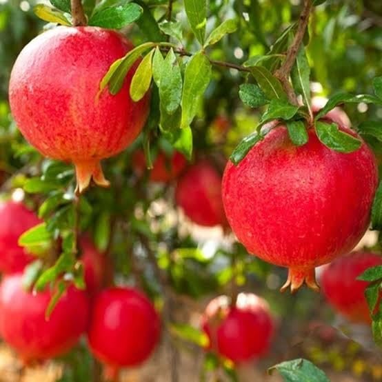 Aşılı Tüplü Adıyaman Nar Fidanı