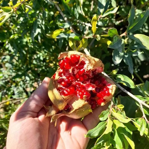 Aşılı Tüplü Adıyaman Nar Fidanı