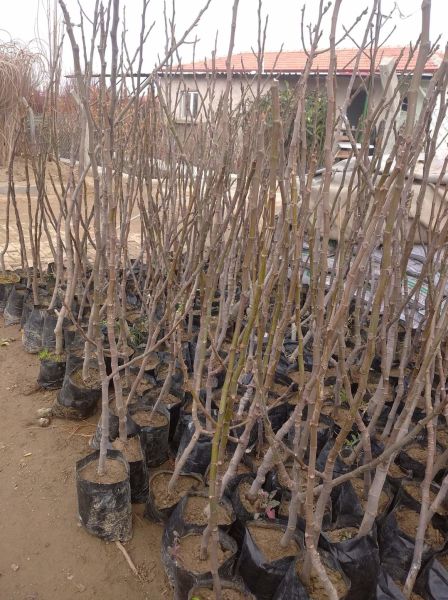 Aşılı Tüplü Aydın Sarı Lop İncir Fidanı