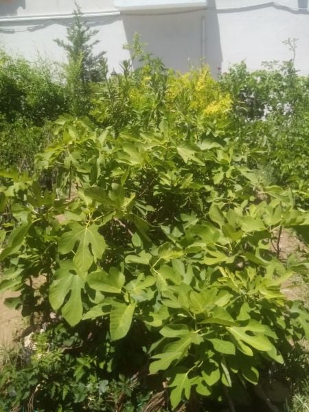 Aşılı Tüplü Aydın Sarı Lop İncir Fidanı