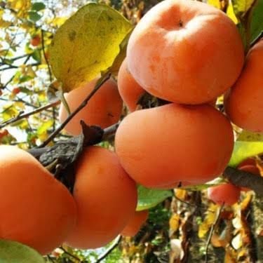 Aşılı Tüplü Fuyu Hurma Fidanı