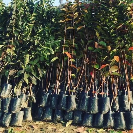 Aşılı Tüplü Fuyu Hurma Fidanı