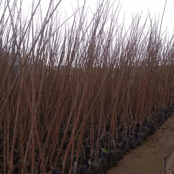 Aşılı Tüplü Fuyu Hurma Fidanı