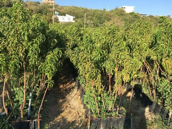 Aşılı Tüplü Caldesi 2000 Nektarin Fidanı