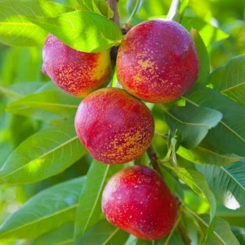 Aşılı Tüplü Armking Nektarin Fidanı