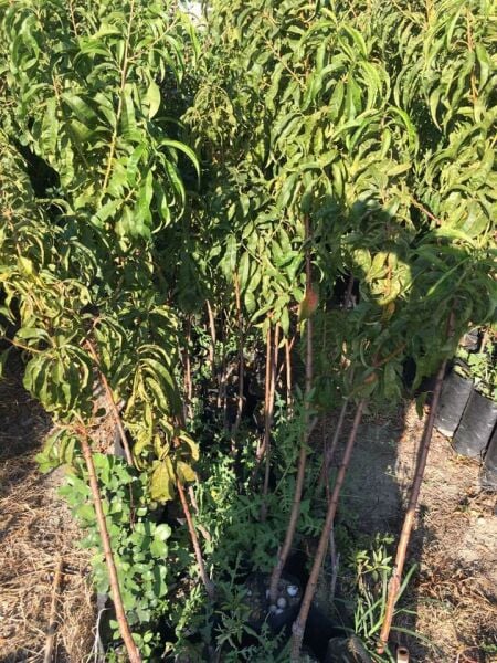 Aşılı Tüplü Armking Nektarin Fidanı