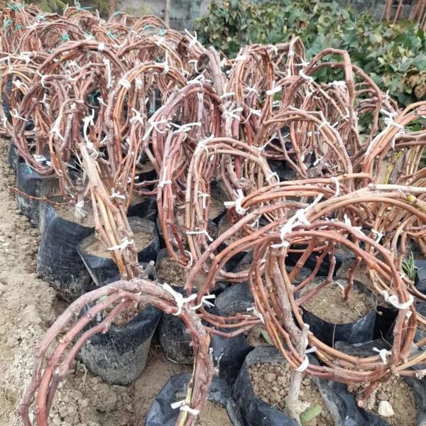 Aşılı Tüplü 3 Yaş Sultani Asma Fidanı