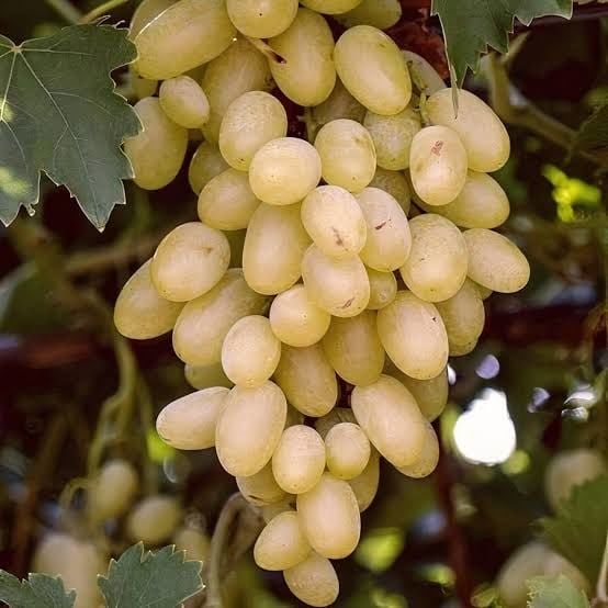 Aşılı Tüplü 3 Yaş Hatun Parmağı Asma Fidanı