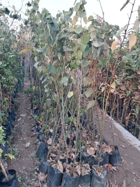 Aşılı Tüplü 3 Yaş Ihlamur Fidanı