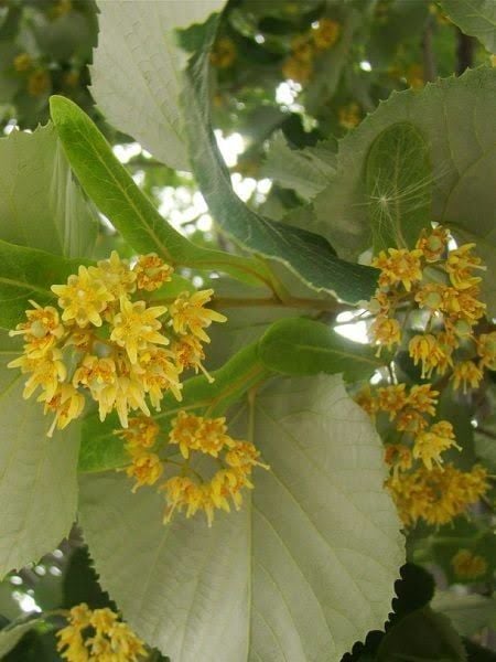 Aşılı Tüplü 3 Yaş Ihlamur Fidanı