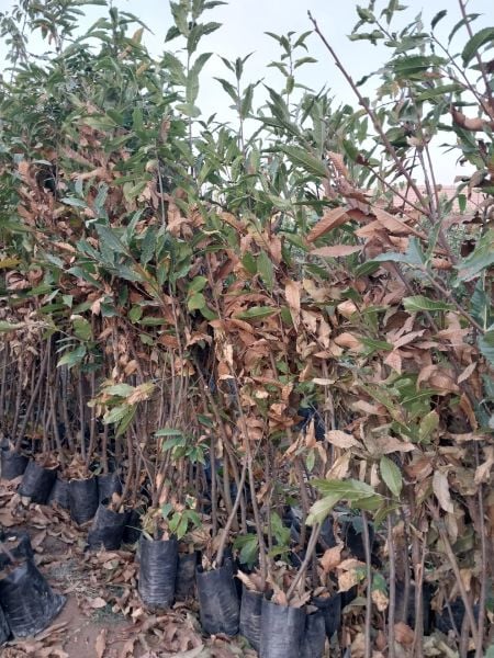 Aşılı Tüplü 2 Yaş Işıklar Kestane Fidanı