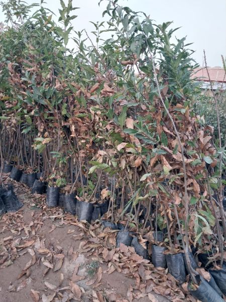 Aşılı Tüplü 2 Yaş Işıklar Kestane Fidanı