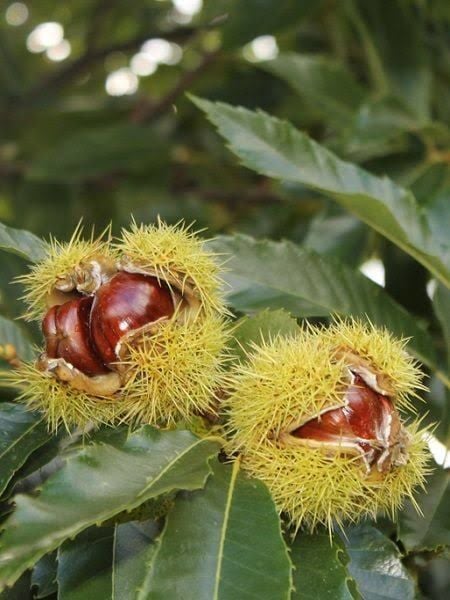 Aşılı Tüplü 2 Yaş Işıklar Kestane Fidanı