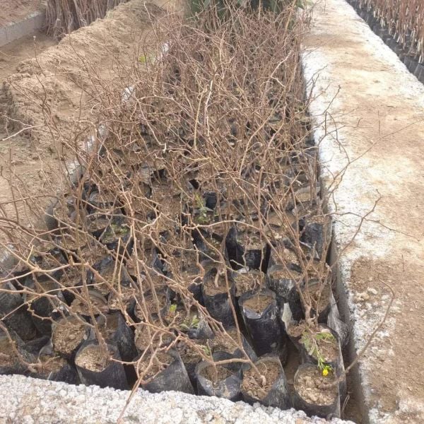 Aşılı Tüplü 2 Yaş Tomuri Kivi Fidanı
