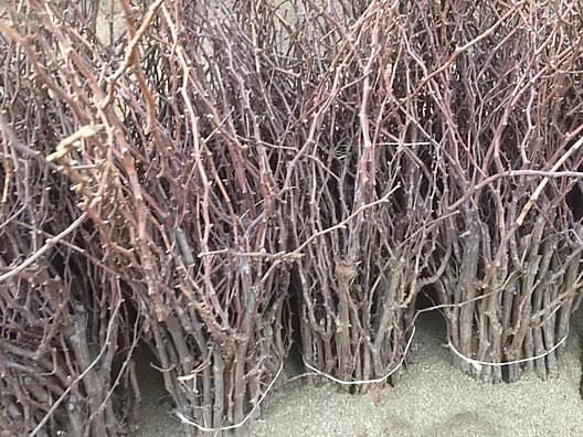 Aşılı Açık Köklü 3 Yaş Öküz Gözü Asma Fidanı