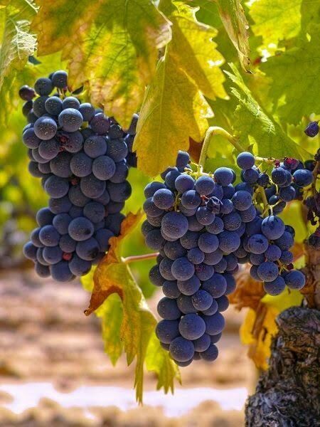 Aşılı Açık Köklü 3 Yaş Öküz Gözü Asma Fidanı