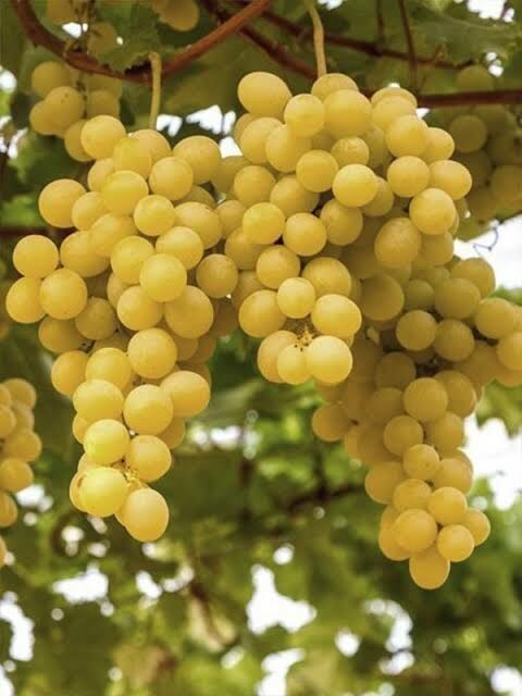 Aşılı Açık Köklü 3 Yaş Kabarcık Asma Fidanı