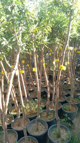 Aşılı Saksılı 4 Yaş Ferraduel Badem Ağacı