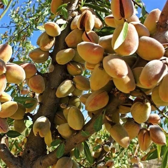 Aşılı Saksılı 4 Yaş Ferraduel Badem Ağacı