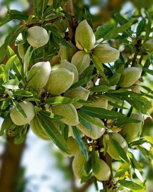 Aşılı Saksılı 4 Yaş Nonpareil Badem Ağacı