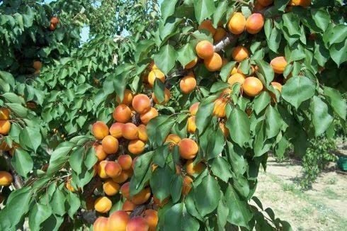 Aşılı Saksılı 4 Yaş Hacıhaliloğlu Kayısı Ağacı