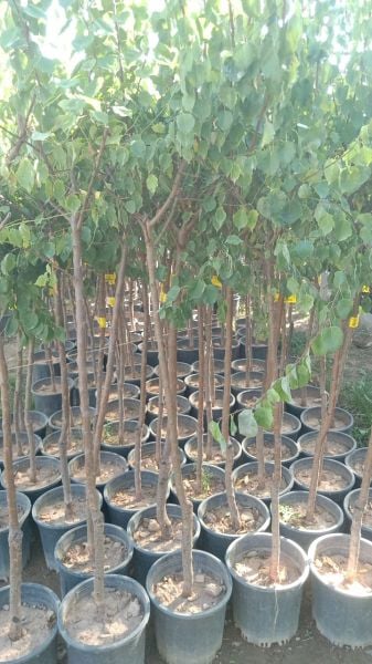 Aşılı Saksılı 4 Yaş Hasanbey Kayısı Ağacı