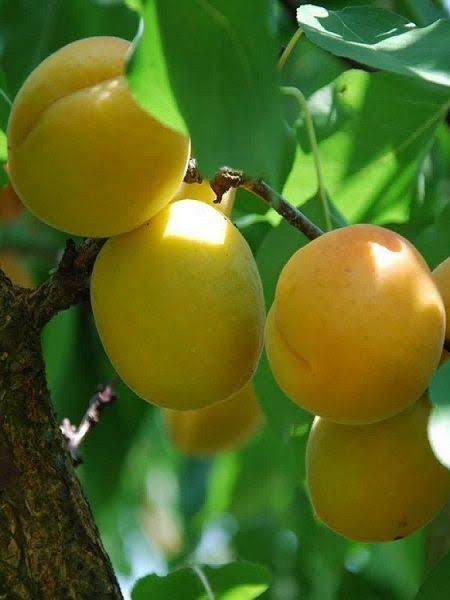 Aşılı Saksılı 4 Yaş Hasanbey Kayısı Ağacı