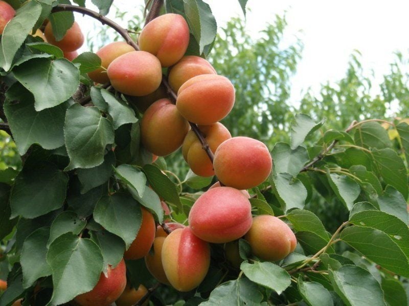 Aşılı Saksılı 4 Yaş Kaba Aşı Kayısı Ağacı