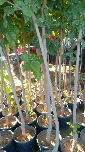 Aşılı Saksılı 4 Yaş Avustralya Yediveren Dut Ağacı