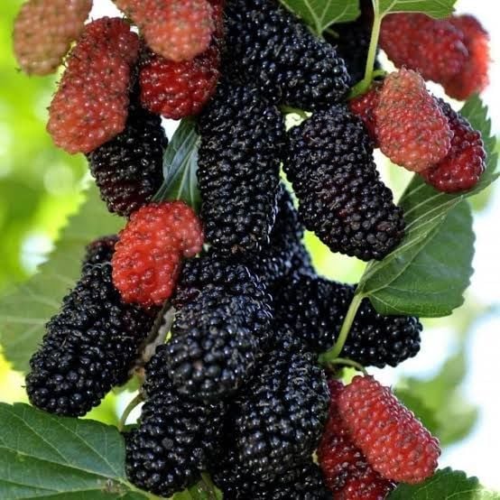 Aşılı Saksılı 4 Yaş Avustralya Yediveren Dut Ağacı