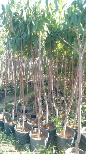 Aşılı Saksılı 4 Yaş Van Kiraz Ağacı