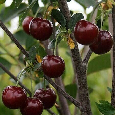 Aşılı Saksılı 4 Yaş Afyon Vişne Ağacı