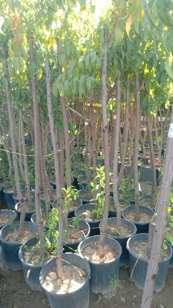 Aşılı Saksılı 4 Yaş Dixired Şeftali Ağacı