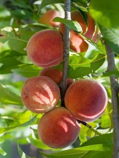 Aşılı Saksılı 4 Yaş Dixired Şeftali Ağacı