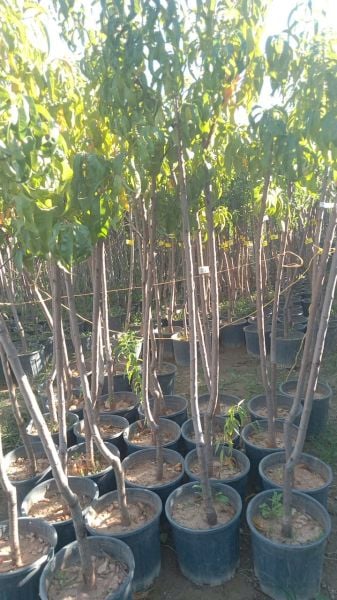 Aşılı Saksılı 4 Yaş Venüs Nektarin Ağacı