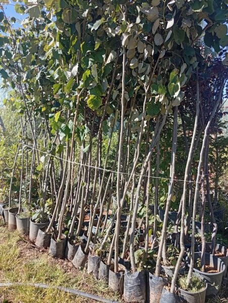 Aşılı Tüplü 4 Yaş Ihlamur Ağacı