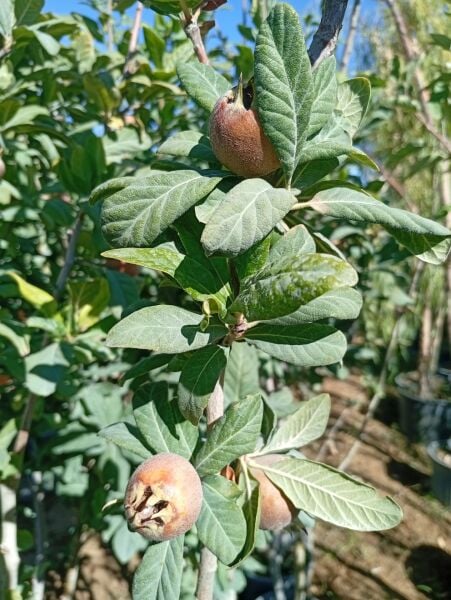 Aşılı 4 YaşSaksılı  Muşmula Ağacı