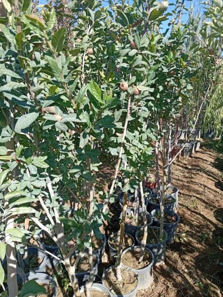 Aşılı 4 YaşSaksılı  Muşmula Ağacı