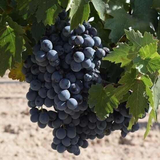 Aşılı Tüplü 2 Yaş Köhnü Asma Fidanı