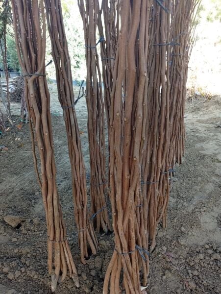 Aşılı Açık Köklü Fuyu Hurma Fidanı