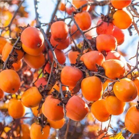 Aşılı Açık Köklü Hachiya Hurma Fidanı
