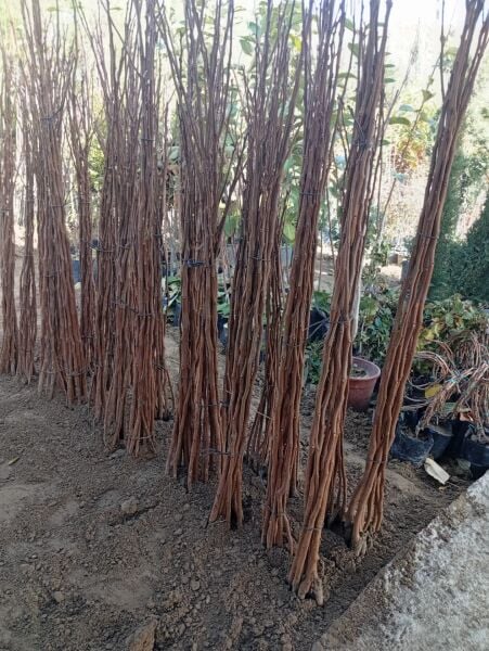 Aşılı Açık Köklü Hachiya Hurma Fidanı