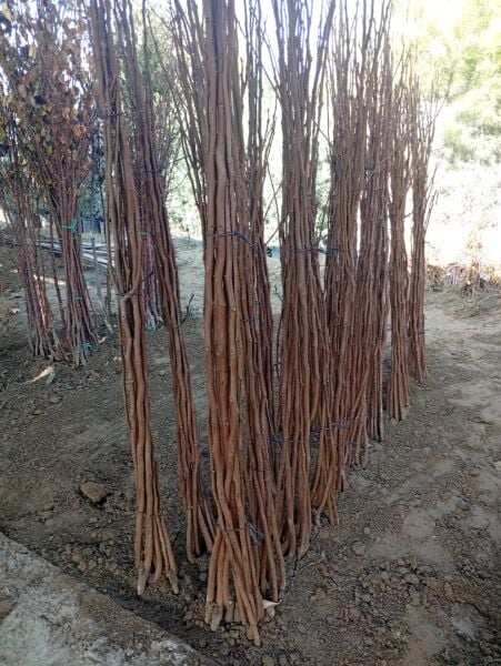 Aşılı Açık Köklü Hachiya Hurma Fidanı